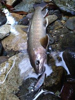 イワナの釣果