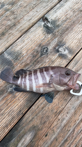 マハタの釣果