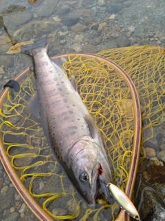 アマゴの釣果