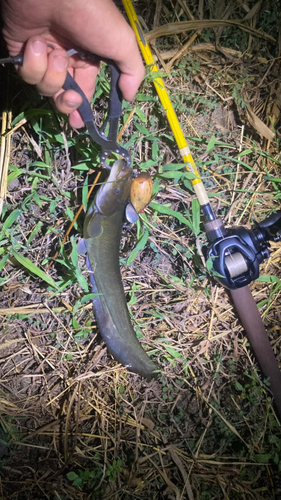 マナマズの釣果