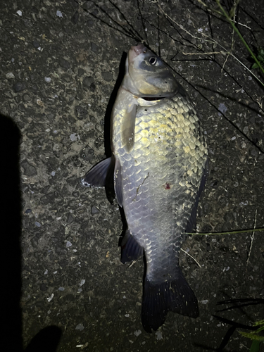 ヘラブナの釣果