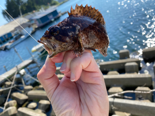 ムラソイの釣果