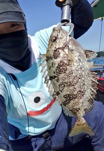 アイゴの釣果