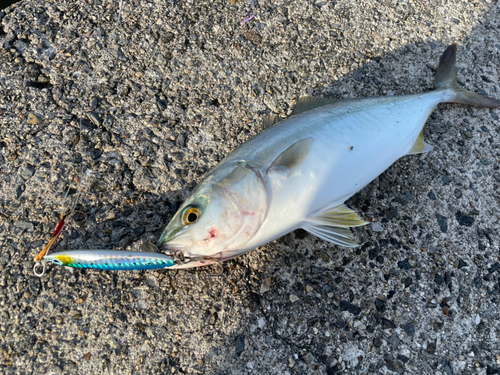 ツバスの釣果