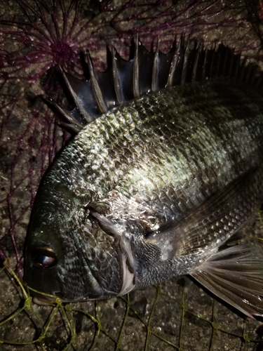 チヌの釣果