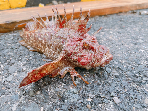 オニオコゼの釣果