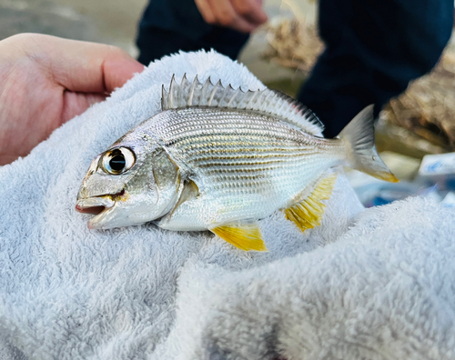 キビレの釣果