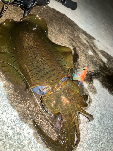 アオリイカの釣果