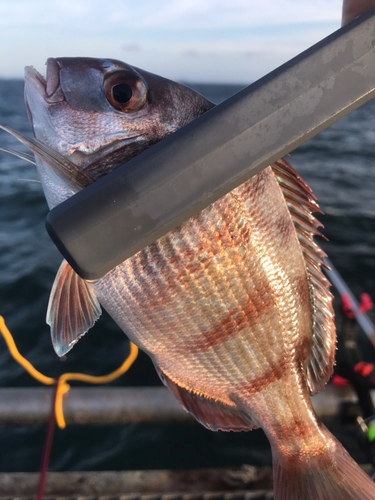 チャリコの釣果