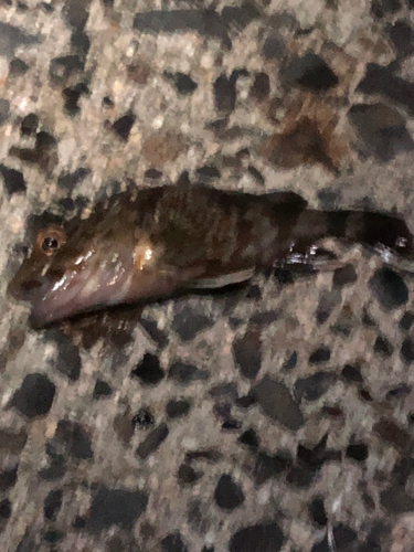 カマスの釣果