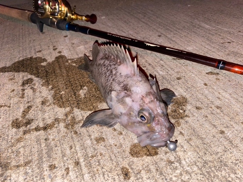 ムラソイの釣果