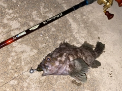 ムラソイの釣果