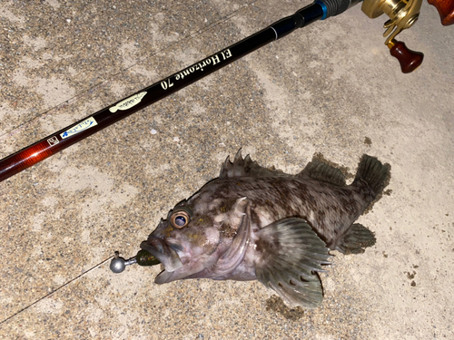 ムラソイの釣果