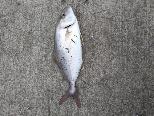 ショゴの釣果