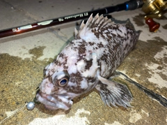 ムラソイの釣果