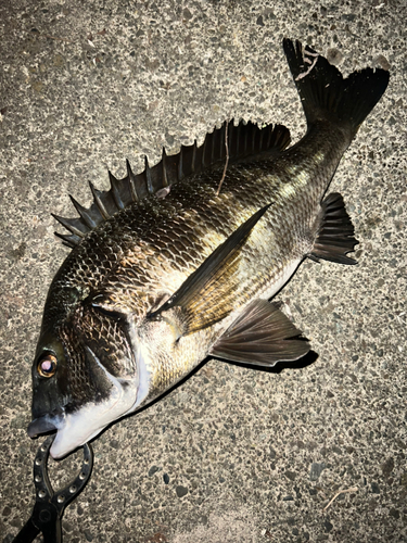 クロダイの釣果