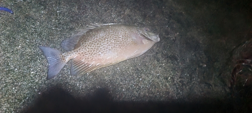 ゴマアイゴの釣果