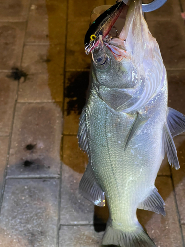 ヒラスズキの釣果