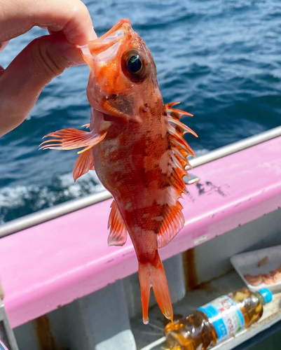 オキメバルの釣果