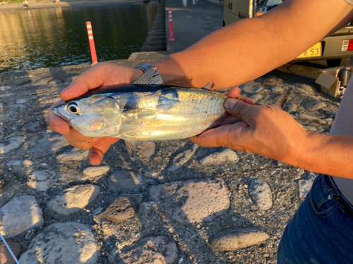 カツオの釣果