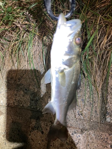 セイゴ（マルスズキ）の釣果