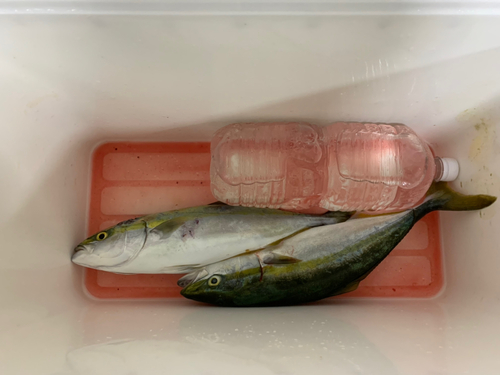 ツバスの釣果