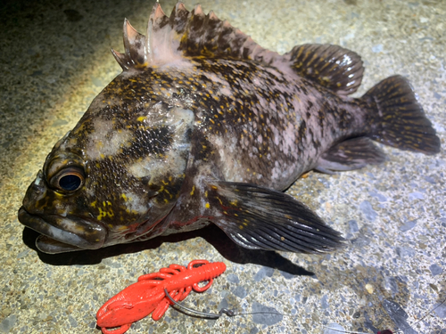 ハチガラの釣果