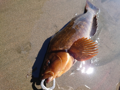 アイナメの釣果