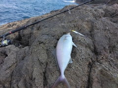 カンパチの釣果