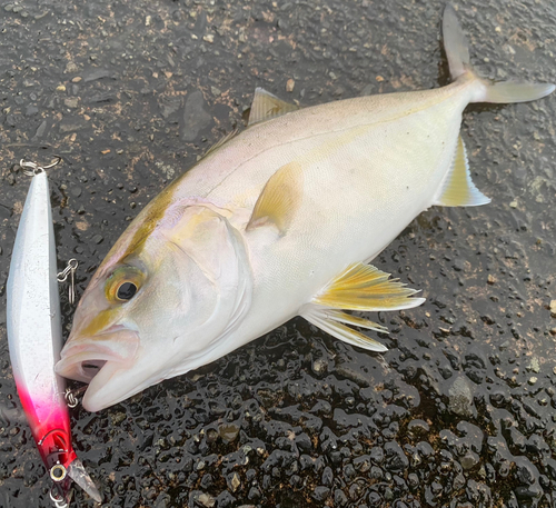 カンパチの釣果