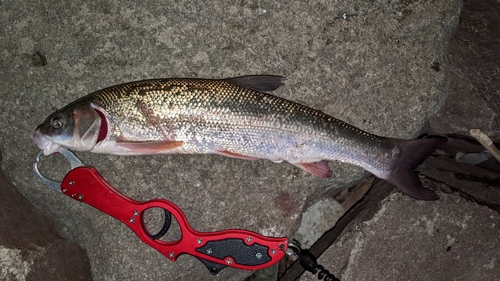 ウグイの釣果