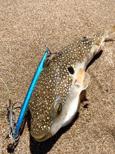 フグの釣果