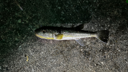 ショウサイフグの釣果