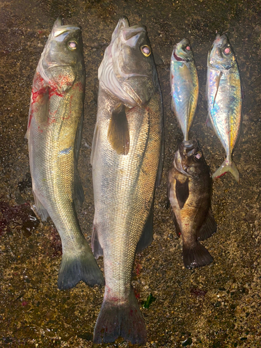 シーバスの釣果