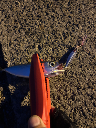 サバの釣果