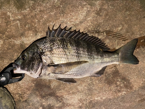 チヌの釣果