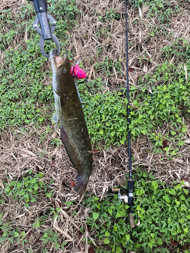 ナマズの釣果