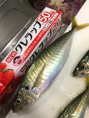 アオアジの釣果