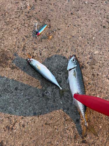 サバの釣果