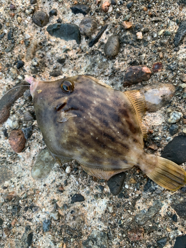 カワハギの釣果