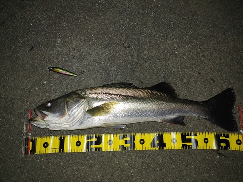 シーバスの釣果