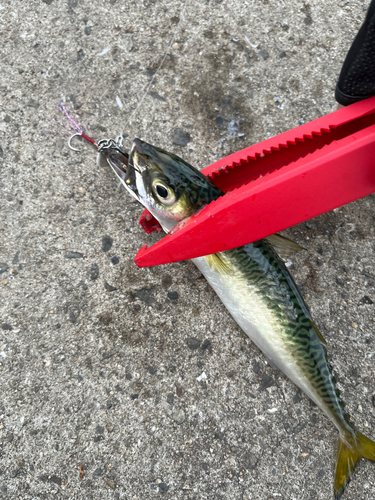 サバの釣果