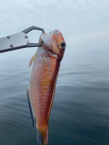 アマダイの釣果