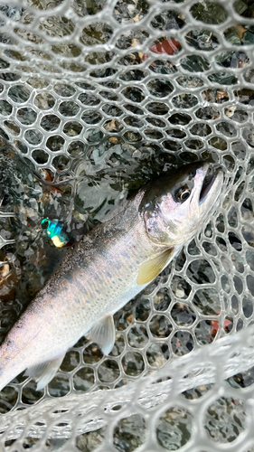 アマゴの釣果