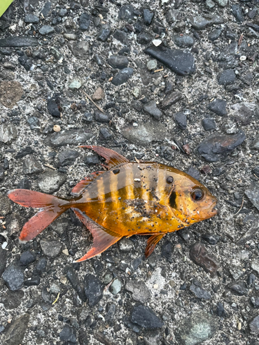 テンジクアジの釣果