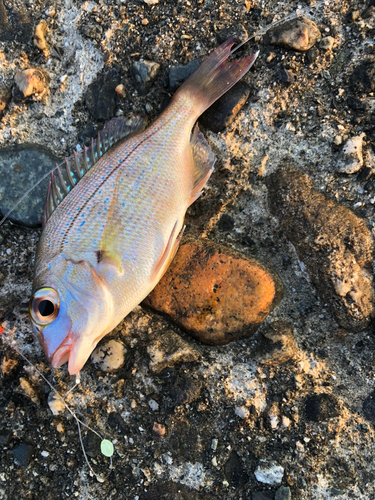 マダイの釣果