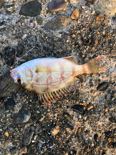 マダイの釣果