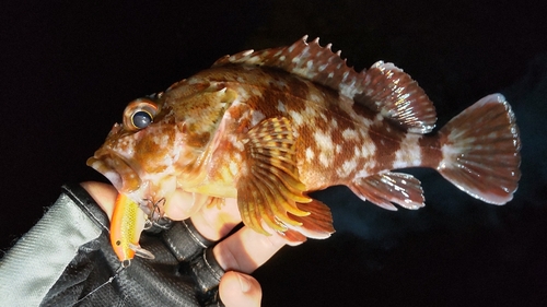 カサゴの釣果