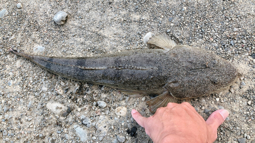 マゴチの釣果