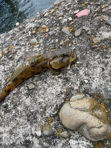 ウロハゼの釣果